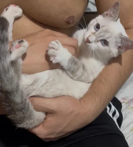 GATINHA PARA ADOÇÃO RESPONSÁVEL 