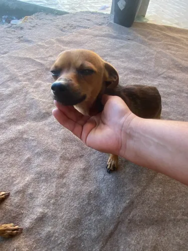 Pinscher macho