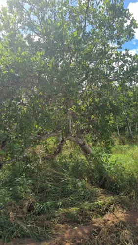 Área para Chácara