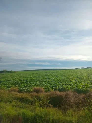 Fazenda 10 mil hec no Paraguai, pega 30% permuta no Brasil
