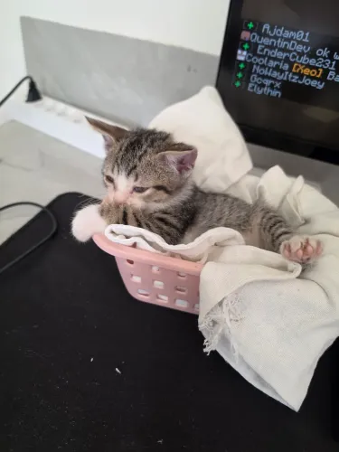 Gatinho Macho Doação