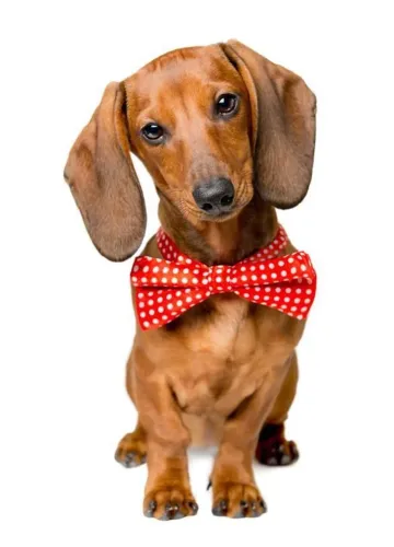 Procura cachorro salsicha para doação 