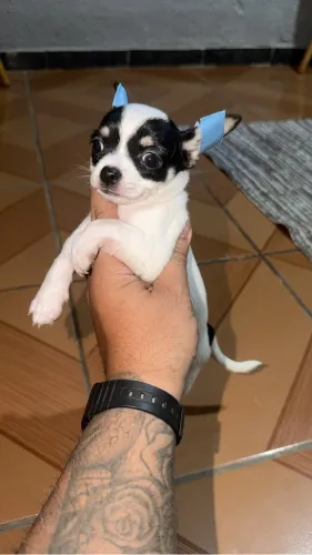 Chihuahua fêmea tricolor