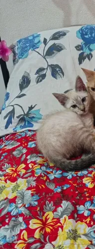 Gatinho para adoção