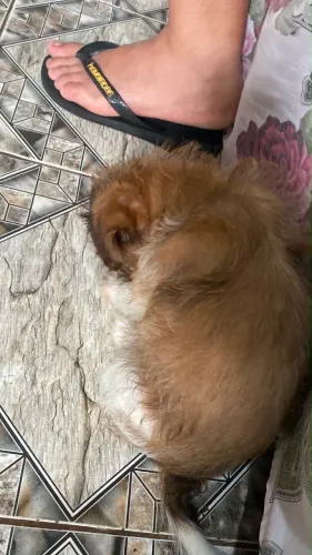 Vendo filhote de shih tzu