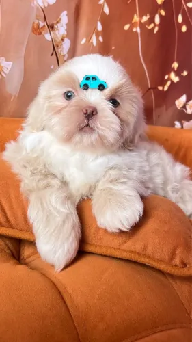 Shih Tzu - Filhotes Pronta Entrega