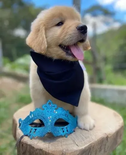 Golden Retriever tenha um mês de maio divertido