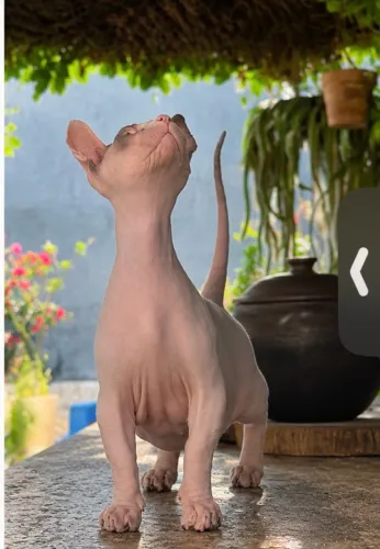 Lindo gato Sphynx (Dwelf)