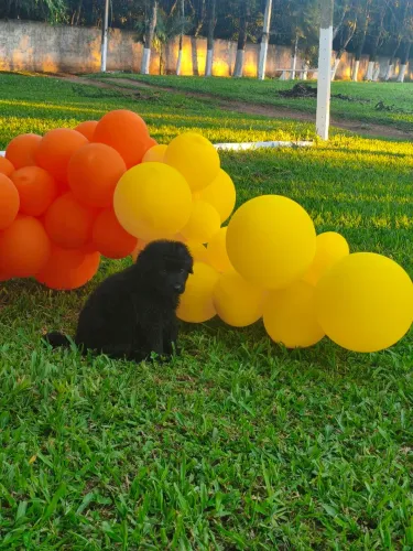 Pastor alemão fêmea- pedigree em mãos ! 