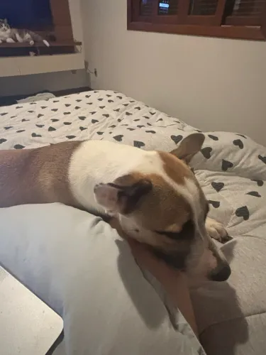 Para adoção responsável!