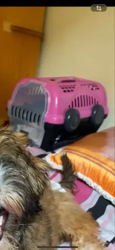 Caixa de transporte para cães e gatos 