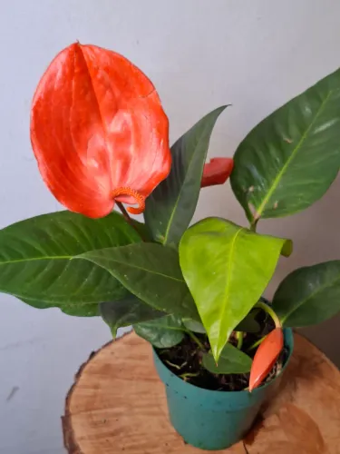 Anturio rabinho de porco 