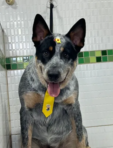ADOÇÃO CACHORRO BLUE HEELER