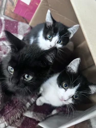 Doa-se gatos 