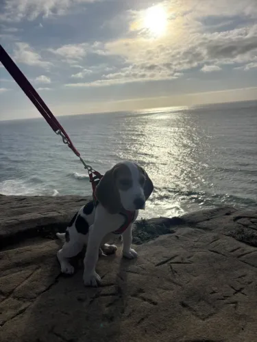Filhote de Beagle puro 