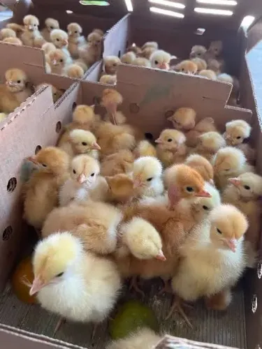 Lote com 21 pintinhos pescoço pelado vermelho pesadão Premium 