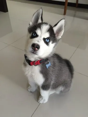 Husky Siberiano - Leve para casa um companheiro leal, brincalhão e cheio de energia.