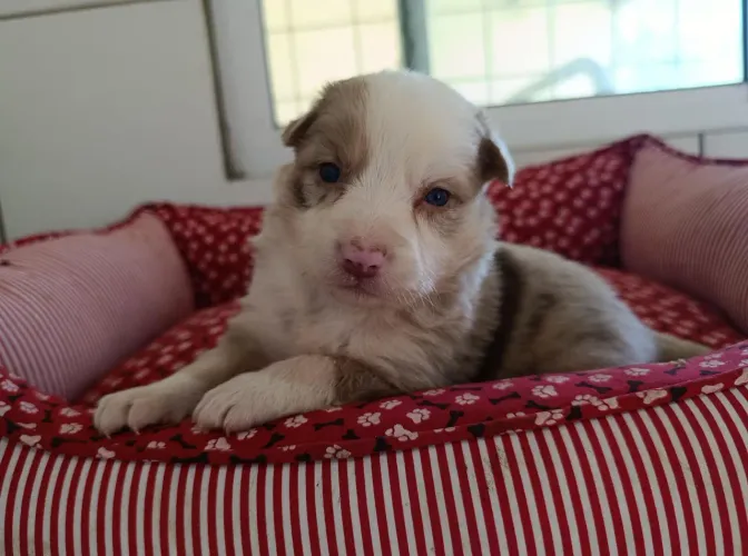 Filhotes de Border Collie 