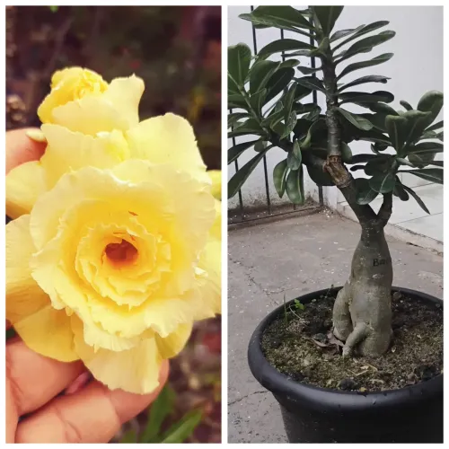 Rosa do deserto Matriz Bridal buquê -castanhal