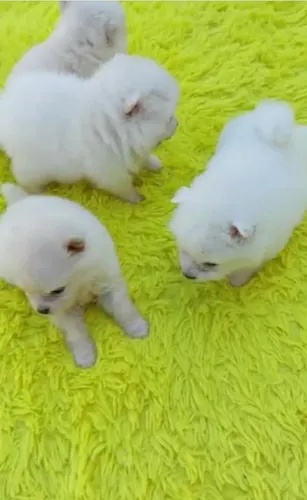 Spitz alemão macho e fêmea 