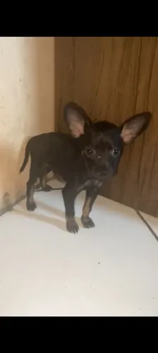 Pinscher Miniatura Macho