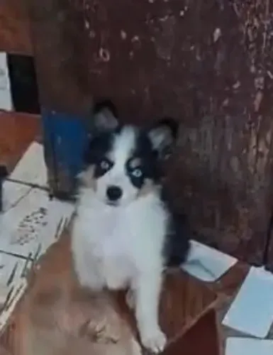 border collie