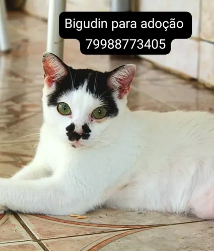 Gato para adoção Castrado