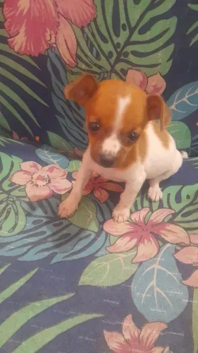 Pinscher  macho pai zero mae n 1 lindo bicolor