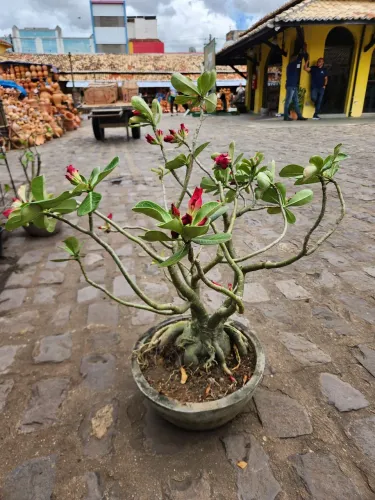 Rosa do deserto