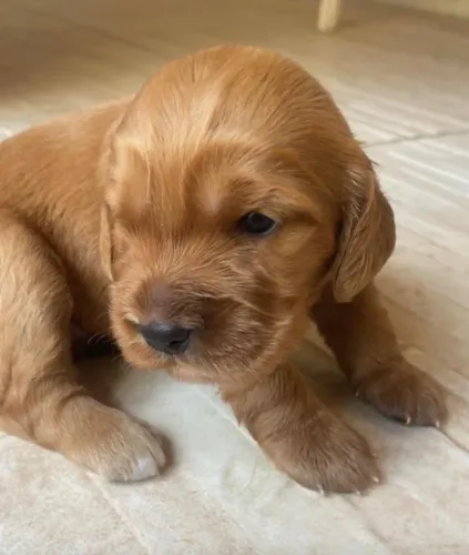Cocker spaniel prendado