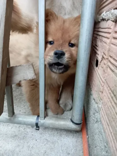 Filhote de Chow chow