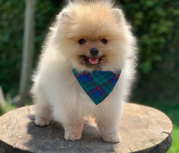 Lulu da Pomerânia 