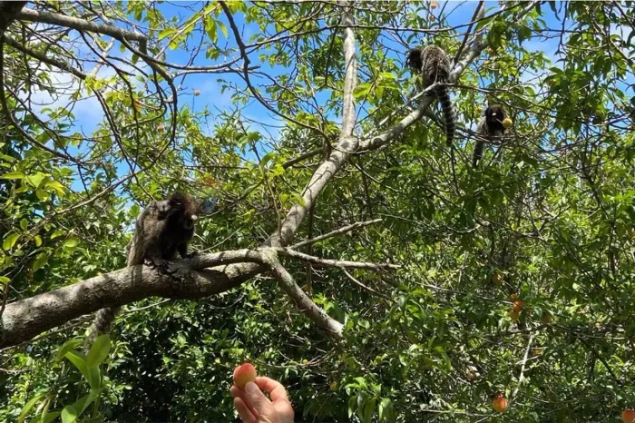 Chácara 24.000m² em Vargem, SP. Aceita permuta em Apartamento, casa térrea Bragança