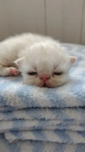 Persa bebês