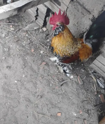 Vendo lindo galo belgian 90 reais