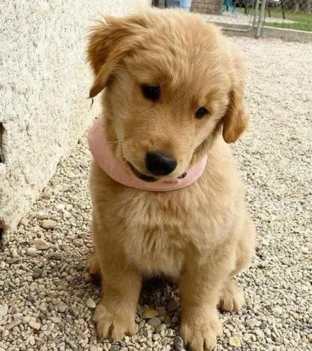 Filhotes de Golden Retriever | Puro aconchego em forma de cão!