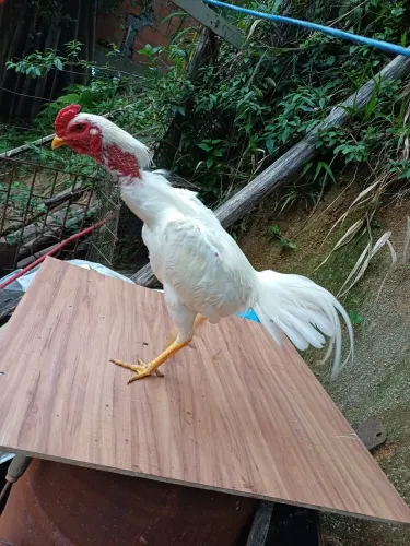 Frango ingles branco