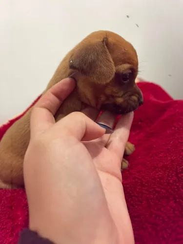 Vendi chihuahua fêmea 