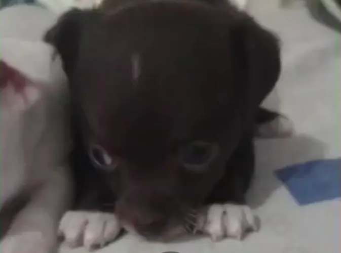 Chihuaua macho pelo curto