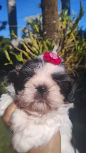 Vende se linda femea de shitzu tricolor excelente linhagem 