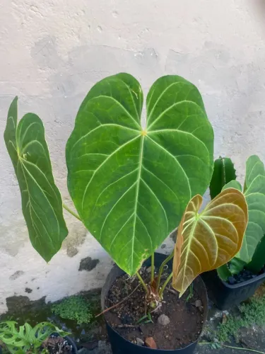 Anthurium magnificum GG