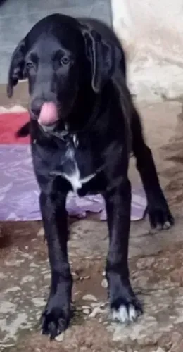 Doação de cachorro Macho castrado