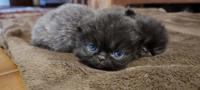 Gato Persa lindos filhotinhos com acabamento perfeito