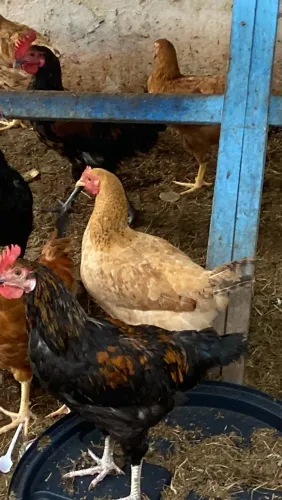 Galo e galinhas