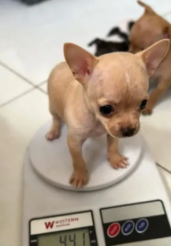Pinchers 000 machinho 