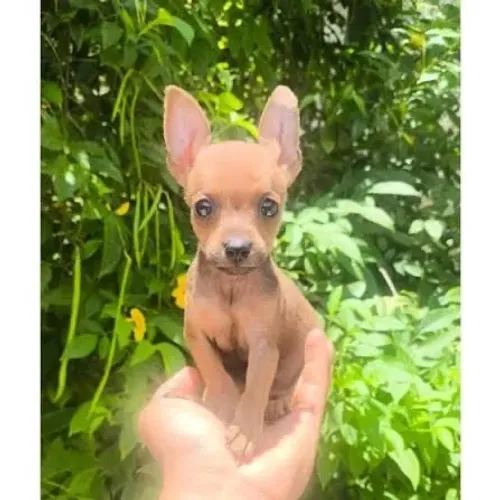 Pinscher caramelo em uma só mão 