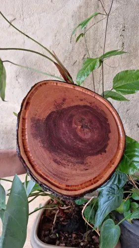 Tábua para carne madeira rústica - Angico