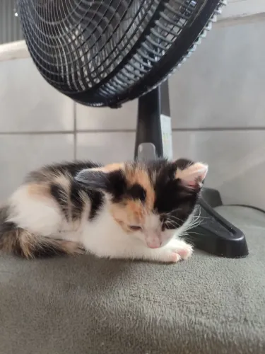 Lindos gatos para adoção. Consigo entregar. 