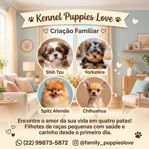 Lindos Filhotes de pequenas raças.
