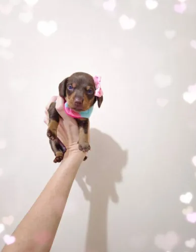 Dachshund